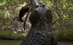 Cá sấu săn mồi "chậm chạp" khi miếng ăn dâng tận miệng vẫn để tuột