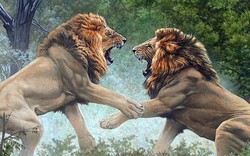 Cận cảnh hỗn chiến của sư tử trong vườn thú
