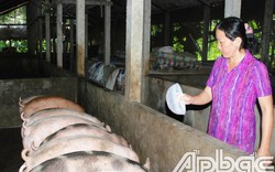 Tiền Giang: Giá heo hơi "nhảy múa", người nuôi lãi 6-7 triệu/con