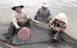 Nông dân Bình Định trúng vụ tôm kỷ lục trong 10 năm qua