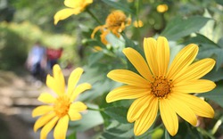 Du khách nô nức chụp ảnh với hoa dã quỳ vàng rực ở Ba Vì