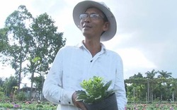 Làng hoa Sa Đéc Tết này sẽ có những giống hoa lần đầu tiên xuất hiện