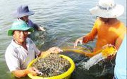 Sẽ triển khai bảo hiểm trên diện rộng
