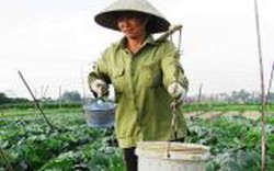 Doanh nghiệp “bảo lãnh” cho nông dân vay vốn