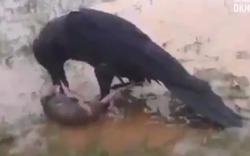 Xem "trò chim chuột" giữa ban ngày ban mặt, hồi hộp đến giây giây cuối cùng