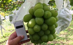 Người Nhật làm cách nào để mỗi chùm nho mẫu đơn có giá 2 triệu đồng?