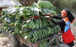 Những triệu phú trồng chuối ở xã biên giới Huổi Luông 