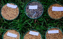 Lúa đặc sản: Đường từ ngân hàng gene ra thị trường