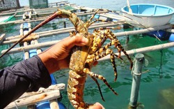 Bình Ba thắng đậm mùa tôm hùm