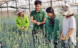 Lâm Đồng trồng hoa kiểu Nhật