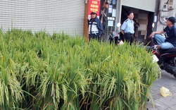 Mua sắm Tết : Người Sài Gòn mua cây lúa, cây ngô về đón năm mới