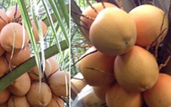 Vườn dừa hai màu vàng cam độc đáo hút khách tại TP.HCM