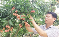 “Phù thủy” ép vải thiều ra quả trên thân cây