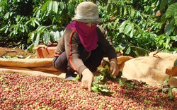 Chuyên gia kinh tế "mách nước" cho nông sản Việt