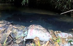 Triệu tập hai người liên quan vụ đổ dầu gây ô nhiễm nước sông Đà