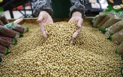 Bất ngờ miễn thuế 10 triệu tấn đậu nành nhập từ Mỹ, chính quyền Tập Cận Bình đang thỏa hiệp?