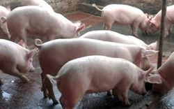 Sức nóng của thị trường thịt lợn sẽ kéo dài tới 2020