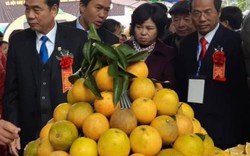 78.000 tấn cam treo trên cây, dân Cao Phong sắp hái tiền tỷ