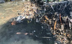 Sự cố nước sông Đà nhiễm dầu thải: Hà Nội thành lập trung tâm giám sát hệ thống nước sạch
