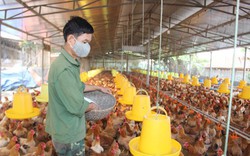 Gà nhập khẩu tăng đột biến có là nguyên nhân làm giảm giá gà trong nước?