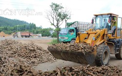 Giá nhích lên, xuất khẩu sắn Việt Nam có dấu hiệu khởi sắc