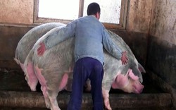 Trung Quốc nuôi lợn "siêu khổng lồ" 500kg đối phó với giá lợn tăng