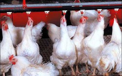 Nghịch cảnh: Giá gà “chạm đáy” trong khi thức ăn chăn nuôi không ngừng tăng cao
