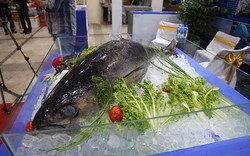Cá ngừ đại dương xuất hiện ở Hội chợ sản phẩm thủy sản 2019