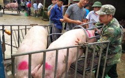 Giá lợn hơi tăng "chóng mặt", nông dân nôn nóng tái đàn