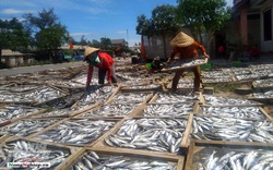 Lao đao làng nghề hấp cá xuất khẩu