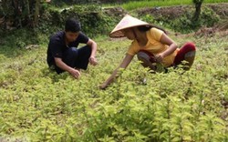 Từ loài cây mọc dại, thạch đen Cao Bằng thành cây "trăm triệu"