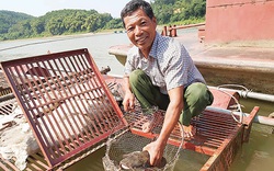 Nuôi loài cá "chúa tể dòng sông", thu bộn tiền