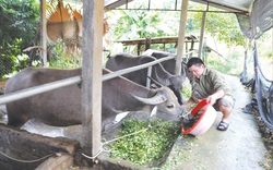 Nông dân nghèo được "quỹ vàng" tiếp sức