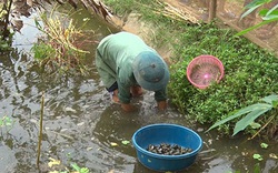 Lão nông thả nuôi 1000 ốc nhồi vùng trung du, thu trăm triệu đồng/năm