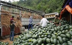 Nhiều doanh nghiệp nông sản vẫn chủ quan với quy định nhập khẩu của Trung Quốc