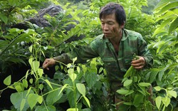 Người dân Lạng Sơn 'thuần hoá' rau rừng thành đặc sản