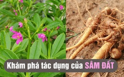 Cây sâm đất mọc hoang, một vị thuốc quý