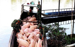 Nóng tình trạng nhập lậu lợn từ Campuchia, Thái Lan…