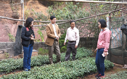 Nghiên cứu phát triển, nâng cao giá trị kinh tế cây Đào chuông xứ Lạng 