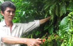 3 năm liên tiếp khủng hoảng giá, người trồng cà phê đuối sức