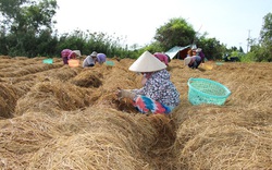 Giá nấm rơm tăng mạnh