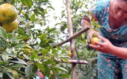 Đồng Nai: Nông dân méo mặt vì cam quýt ê hề, giá rớt thê thảm