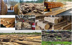 Xuất khẩu gỗ vượt kỷ lục vẫn “khát” nhân lực chất lượng cao