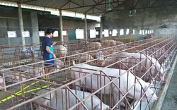 Giá heo hơi hôm nay 25/9: "Ông lớn" miền Nam tăng 1.000 đ/kg, dân phấn khởi