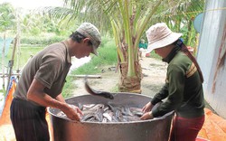 Mùa "lũ đẹp" An Giang: Cá tôm về nhiều, mỗi đêm có gần 1 triệu