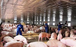 Cổ phiếu ngành chăn nuôi có hưởng lợi khi giá lợn phục hồi?