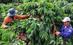 Vì sao xuất khẩu cà phê liên tục “tụt dốc” trong năm 2019?