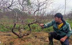 Thanh Hóa: Đào thế chơi Tết 'hút khách'