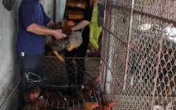 Bắc Giang: Giá gà tăng cao, đã bán hết hơn 1 triệu con gà đồi