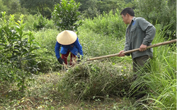 Lạng Sơn: Hỗ trợ sản xuất, xây dựng mô hình phát triển cây dược liệu